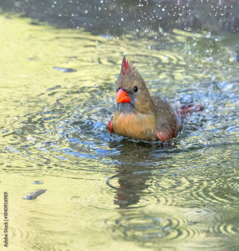 Northern cardinal (Cardinalis cardinalis) at  Bentsen Rio Grande Valley State Park, Mission, Texas