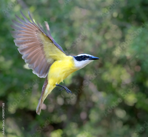 Great Kiskadee (Pitangus sulphuratus) at Bentsen Rio Grande Valley State Park