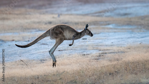 Western grey kangaroo hopping across a field, Western Australia