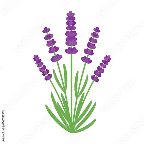 Bunch of lavender flowers with green leaves purple