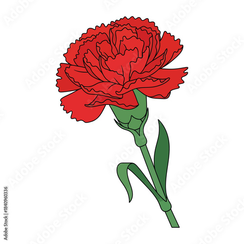 Red Carnation Flower With Green Stem and Leaves bloom