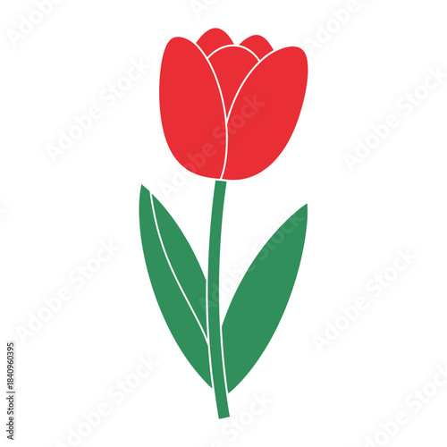 Red Tulip Flower Vector Illustration green stem