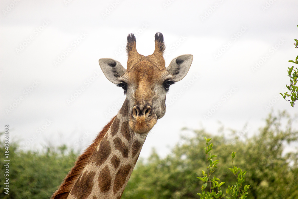 Fototapeta premium A giraffe stands tall and looks straight at the camera while surrounded by bushes and trees under a cloudy sky in a natural setting during the day.