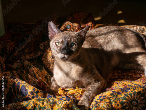 Fotografie Portrait of cute brown Burmese or Siamese cat looking at camera while lying on e