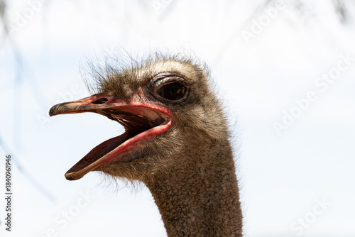 An ostrich is shown with its beak open as it makes sounds. The scene takes place in a sunny environment with blue sky and some trees in the background.