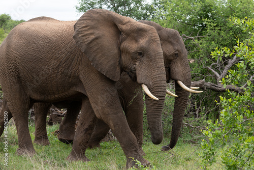 Two adult African elephants walking side by side through grassy terrain with green shrubs and trees in the background