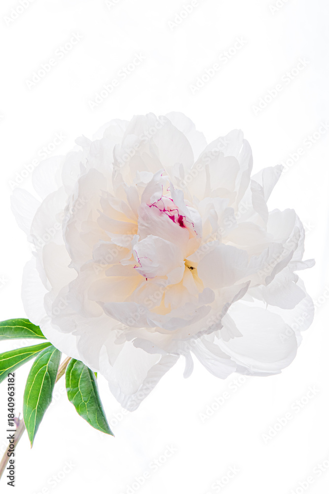 Obraz premium A stunning white peony flower opens gracefully, exuding elegance with a hint of color