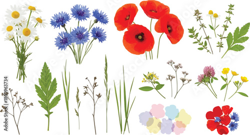 Diverse Collection of Wild and Garden Flowers, Green Leaves, and Grasses Isolated on White Background for Botanical Design Projects