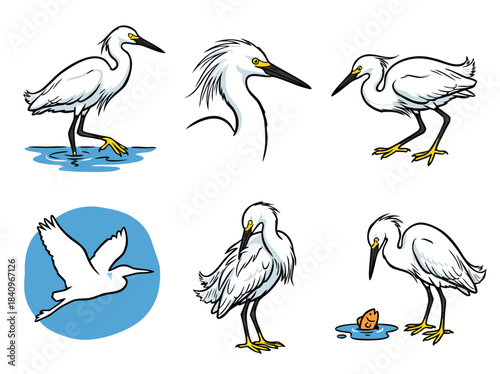 A collection of six cartoon illustrations depicting a snowy egret in various poses, including standing in water, flying, preening, and a close-up.