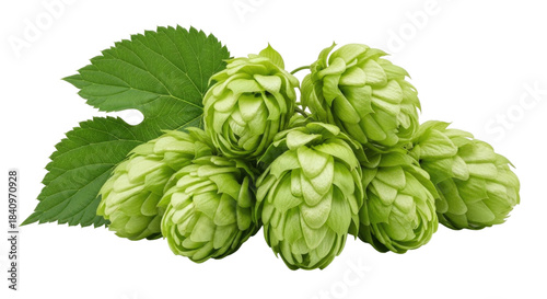 Fresh hops cluster with leaves transparent background cutout png