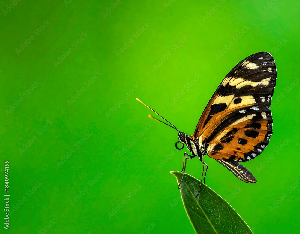 Fototapeta premium Butterfly with orange, yellow, and black wings perched on leaf