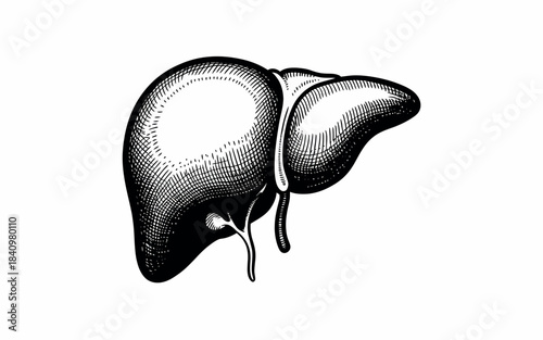 Vintage engraving of human liver and gallbladder isolated on white