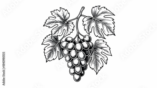 Black and white sketch of a ripe bunch of grapes with leaves