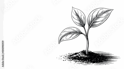 Hand drawn sketch of a young plant growing from soil