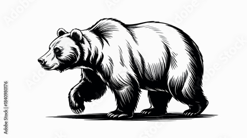 Detailed black and white illustration of a walking grizzly bear
