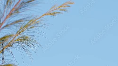 Light-Vented Bulbul Perching and Flying Away.