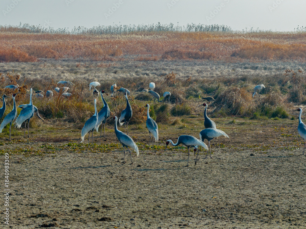 Obraz premium A flock of cranes foraging and roosting in the wetlands