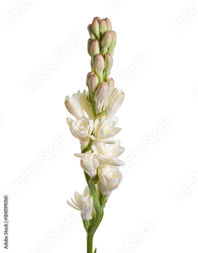 Tableau sur toile White tuberose flower (Polianthes tuberosa) isolated on white background with cl