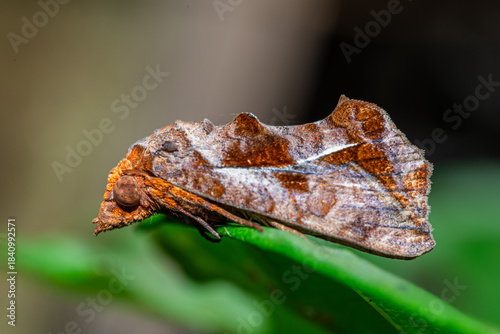 Eudocima fullonia moth perched on fresh green leaves