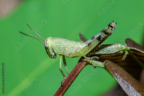 фотографія Green grasshoppers perch on fresh leaves.