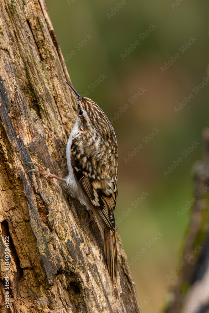 Fototapeta premium Gartenbaumläufer