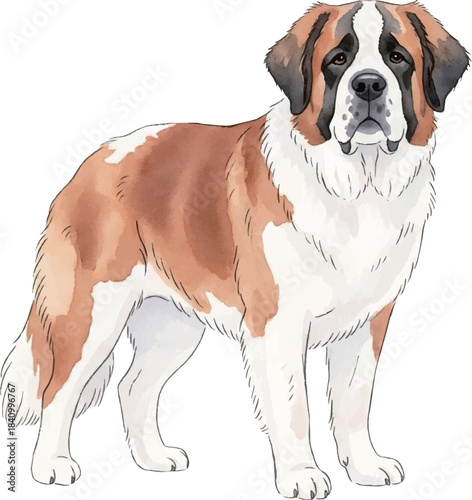 セントバーナード