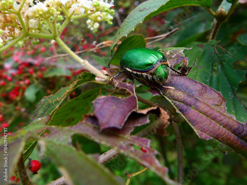 晩秋、太陽が沈むのは早い。木々や草たちは枝や葉っぱを落として冬支度だ。冷え冷えとした空気が辺りを包む午後。鳥たちも家路につく時間。遠くで村の時を告げるサイレンがなった。のどかさを感じる平和な、村の日暮れ。優しさ、愛おしさ、一抹の寂しさをも感じる時間。いつまでも変わらなく永遠に続くことを願う自分。この豊かな国を壊してはいけない。この美しき日本を守っていかなければならない。私たちにできることは何か。