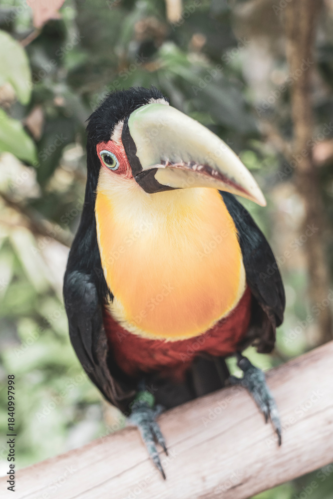 Obraz premium Red breasted toucan colorful bird in tropical nature of Brazil.