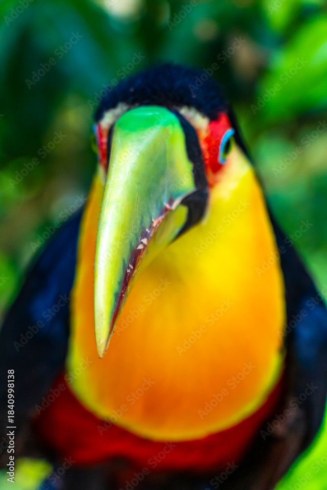 Obraz premium Red breasted toucan colorful bird in tropical nature of Brazil.