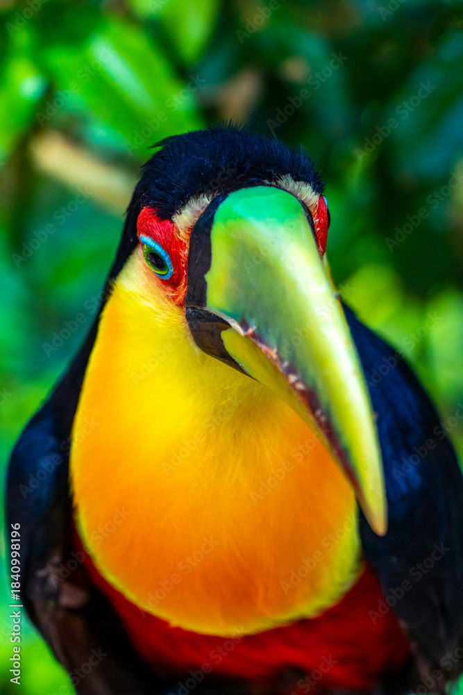 Obraz premium Red breasted toucan colorful bird in tropical nature of Brazil.
