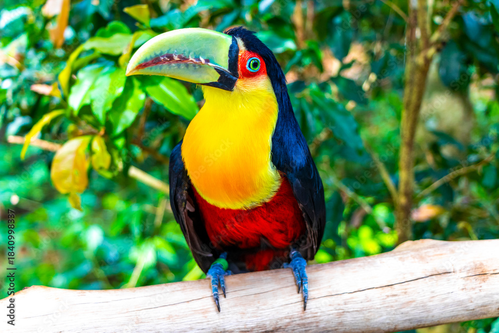 Obraz premium Red breasted toucan colorful bird in tropical nature of Brazil.