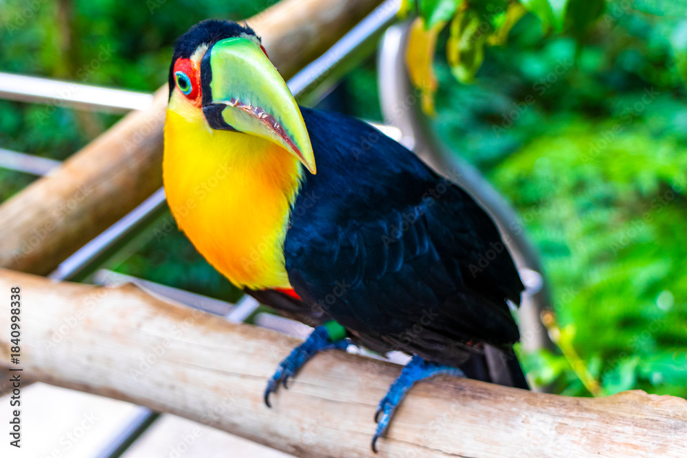 Fototapeta premium Red breasted toucan colorful bird in tropical nature of Brazil.