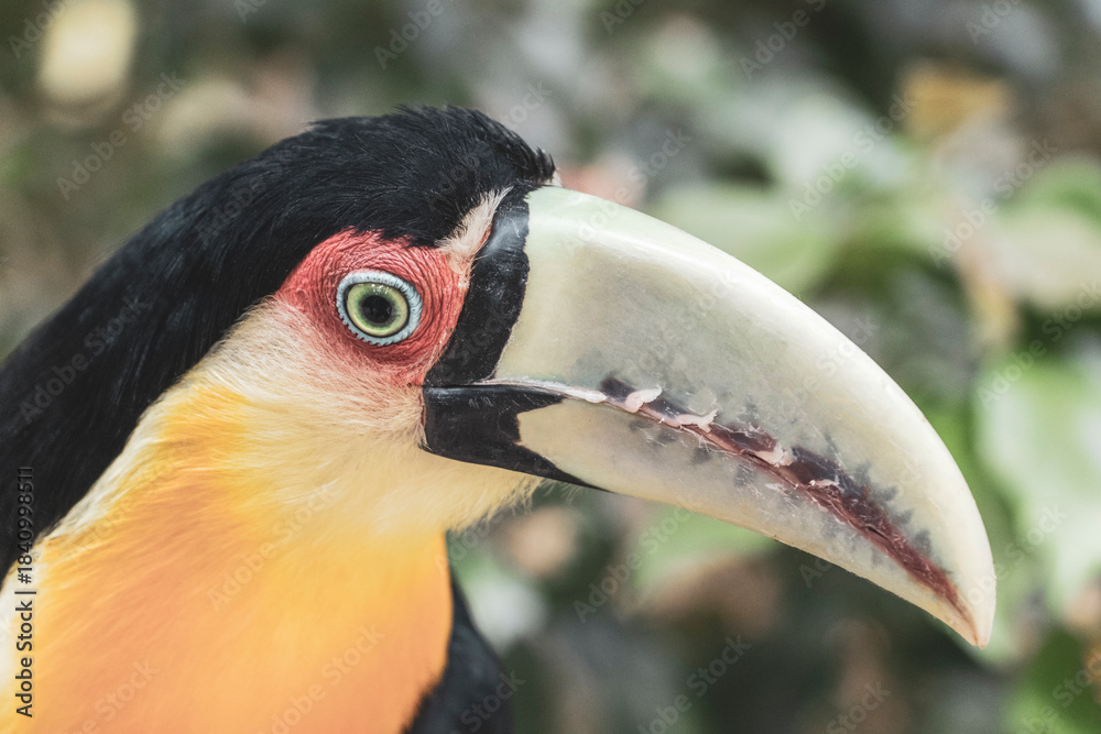Fototapeta premium Red breasted toucan colorful bird in tropical nature of Brazil.