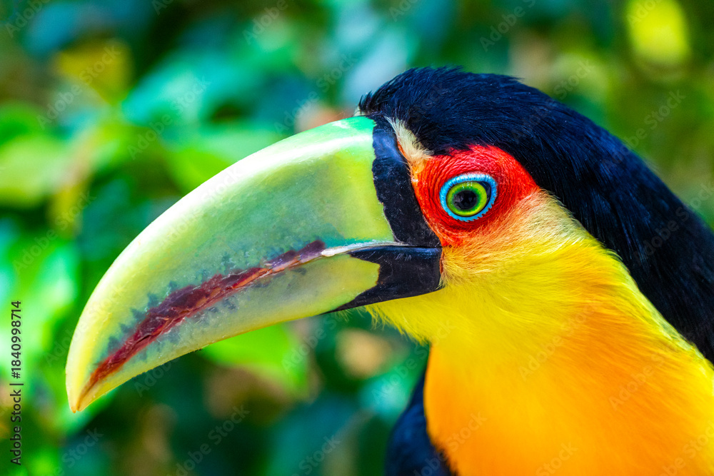 Fototapeta premium Red breasted toucan colorful bird in tropical nature of Brazil.