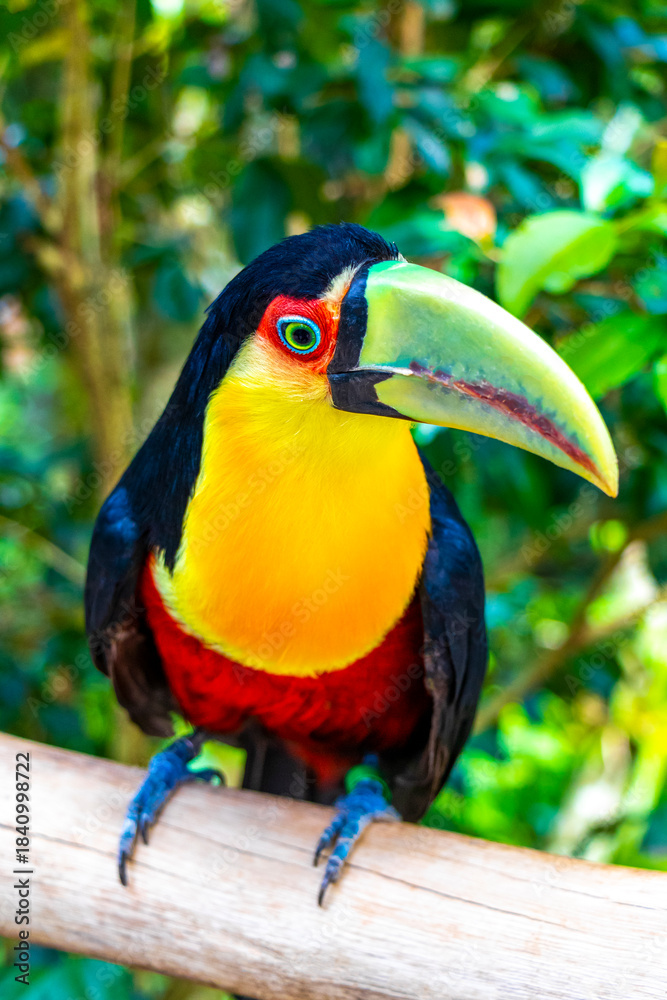 Fototapeta premium Red breasted toucan colorful bird in tropical nature of Brazil.