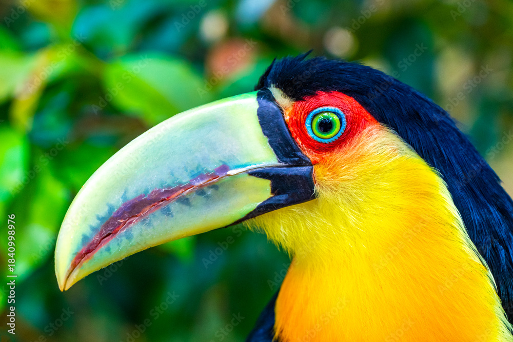 Fototapeta premium Red breasted toucan colorful bird in tropical nature of Brazil.