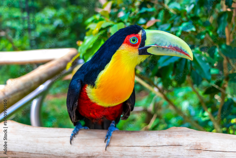 Fototapeta premium Red breasted toucan colorful bird in tropical nature of Brazil.