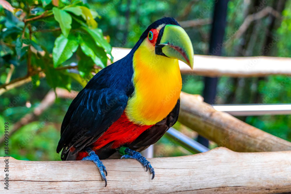 Fototapeta premium Red breasted toucan colorful bird in tropical nature of Brazil.