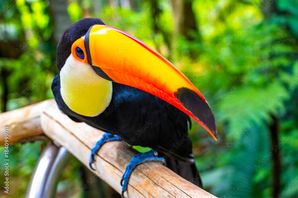 Fototapeta premium Toco toucan colorful bird in tropical nature jungle of Brazil.