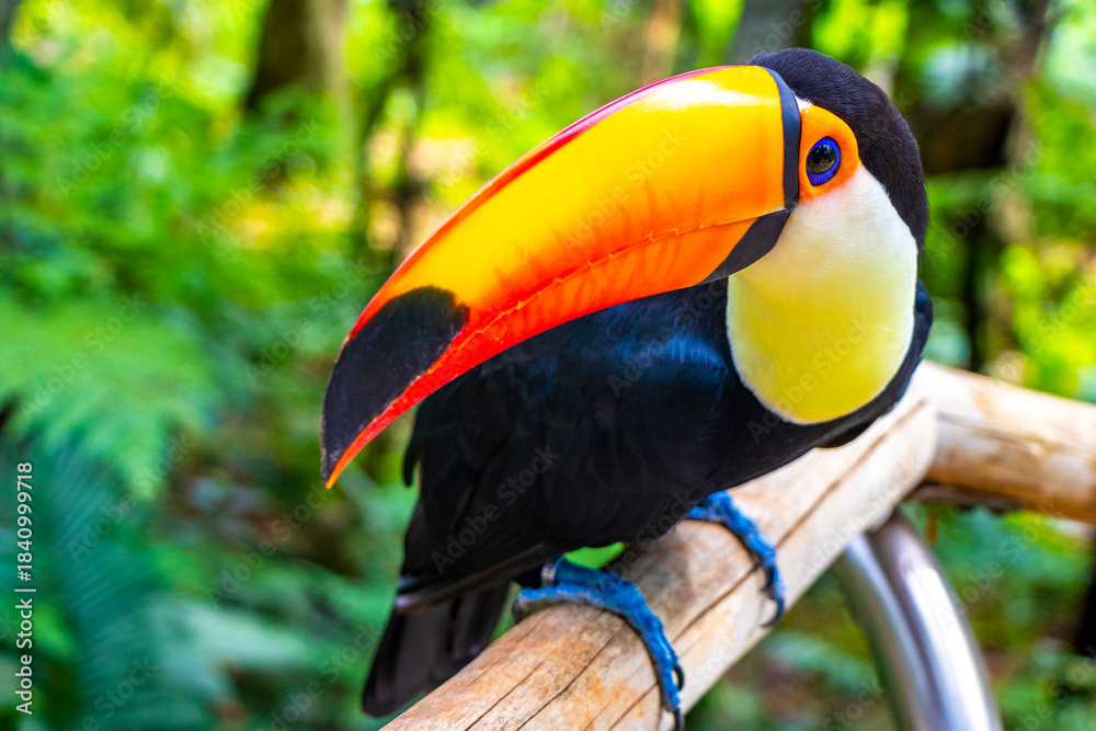 Fototapeta premium Toco toucan colorful bird in tropical nature jungle of Brazil.