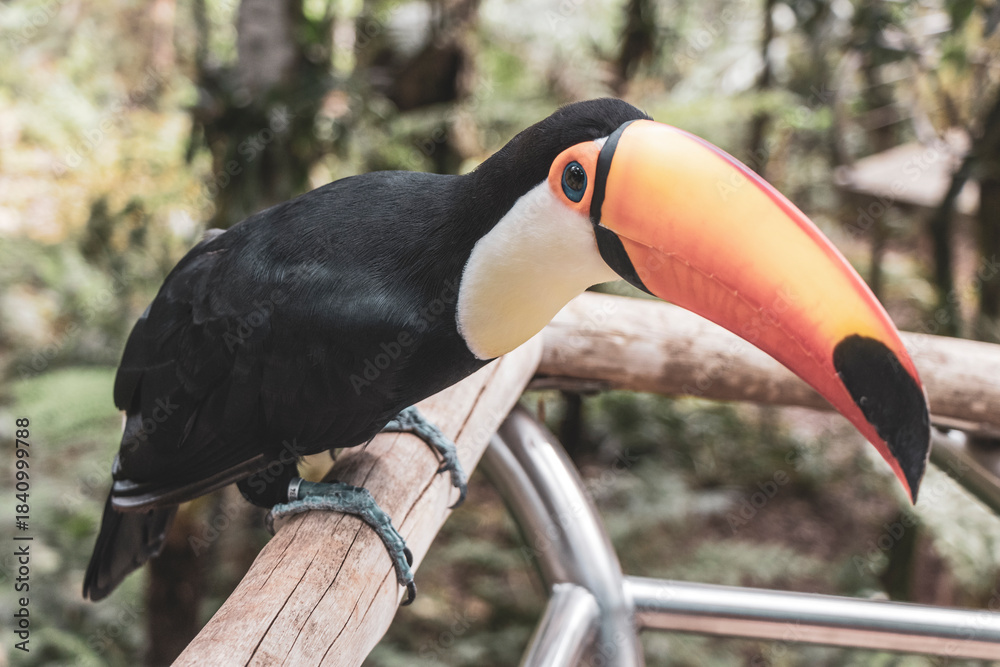 Fototapeta premium Toco toucan colorful bird in tropical nature jungle of Brazil.