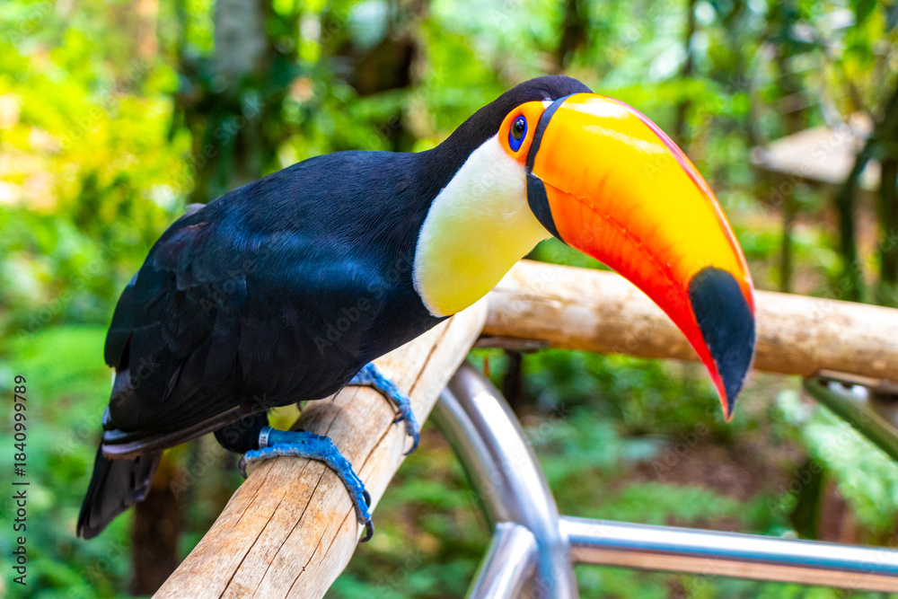 Fototapeta premium Toco toucan colorful bird in tropical nature jungle of Brazil.