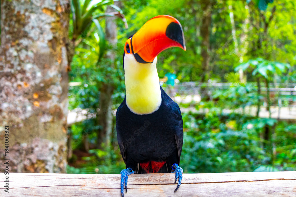 Fototapeta premium Toco toucan colorful bird in tropical nature jungle of Brazil.