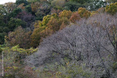 秋も深まったある日、近くの森に入った。樹木を眺め、じっくりと見つめる自分。もう何度も歩きなれたルートを歩きまわり、そして一休み。腰を下ろして周りを見回していると、そこには若い樹木、旺盛な生命力の壮年期の樹木、足元には幾分枯れ始めた草本類の葉が。老齢な樹木は、未だ凛として起立したり、あるいは体をねじらせ、横たわったり。人の人生と同じだ。そしてこの木々に囲まれて、私はひとり、私の人生を楽しんでいる。