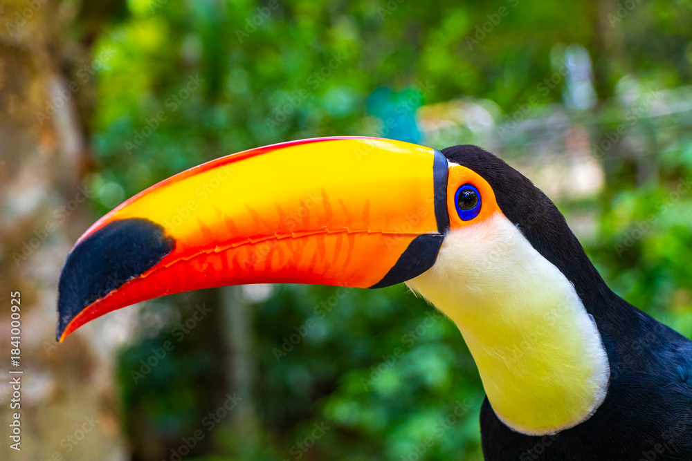 Fototapeta premium Toco toucan colorful bird in tropical nature jungle of Brazil.