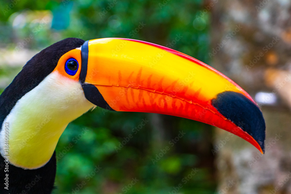 Fototapeta premium Toco toucan colorful bird in tropical nature jungle of Brazil.