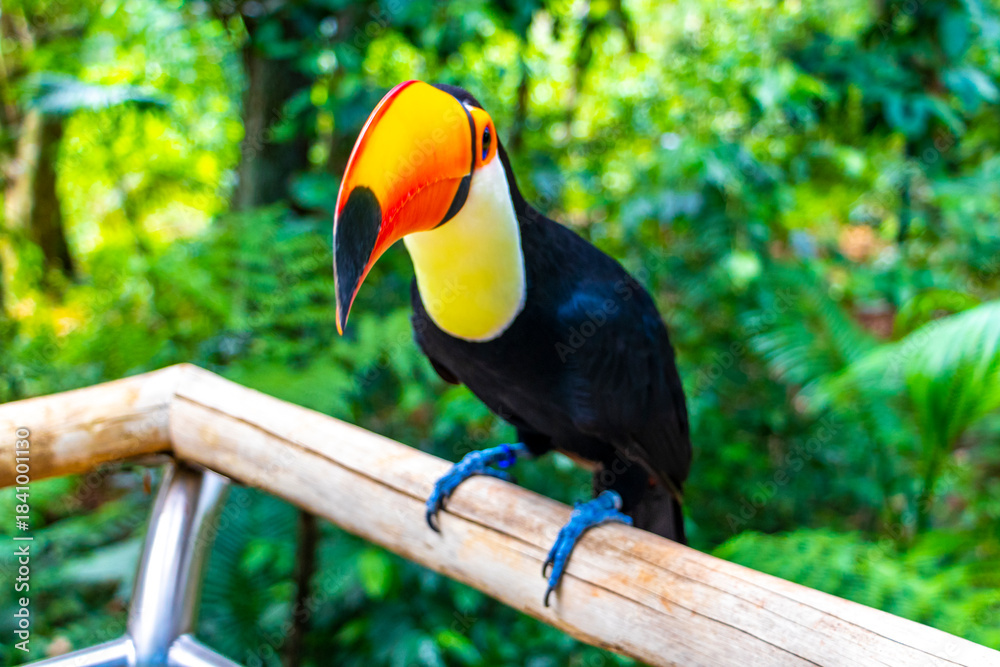 Fototapeta premium Toco toucan colorful bird in tropical nature jungle of Brazil.
