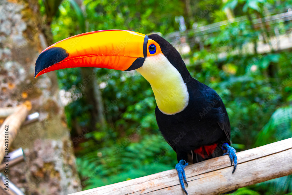 Fototapeta premium Toco toucan colorful bird in tropical nature jungle of Brazil.