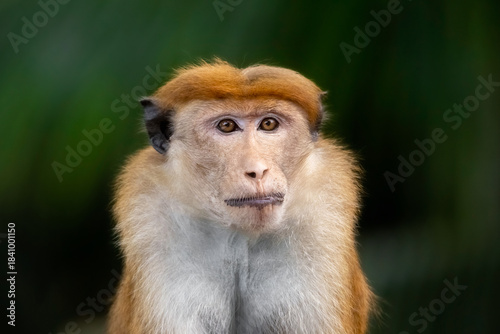 Canvas Print Close Up Portrait Of Toque Macaque Monkey In Natural Wildlife Habitat