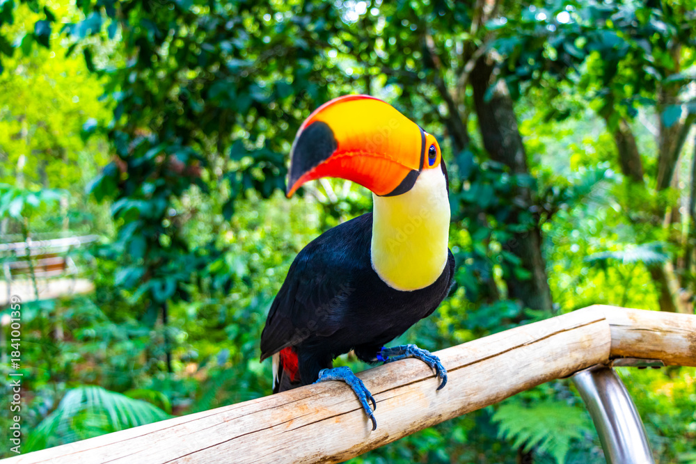 Fototapeta premium Toco toucan colorful bird in tropical nature jungle of Brazil.